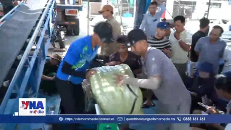 Trúng mùa mực, ngư dân Quảng Ngãi hăng hái vươn khơi