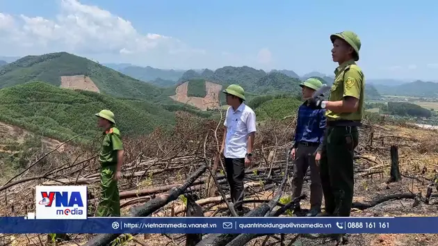 Khẩn trương kiểm tra, xử lý vụ phá rừng tại xã Bố Trạch, tỉnh Quảng Trị﻿