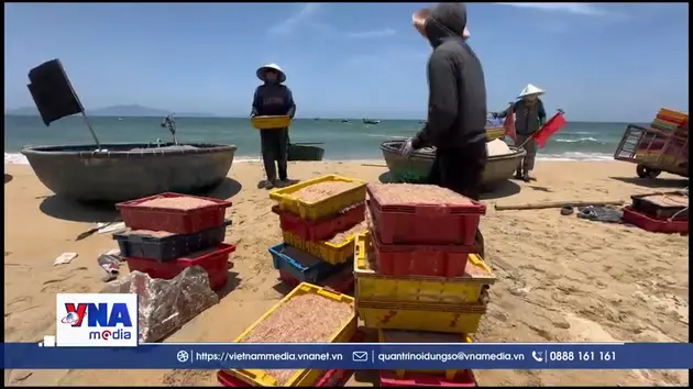 Đà Nẵng: Niềm vui của ngư dân trúng đậm “lộc biển”
