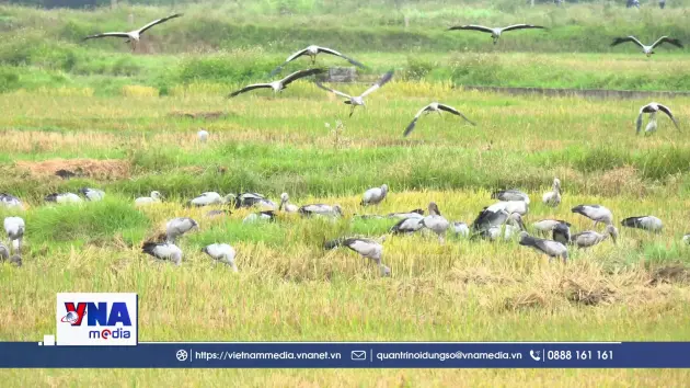 Quảng Trị: Bảo vệ hàng trăm con cò nhạn quý hiếm