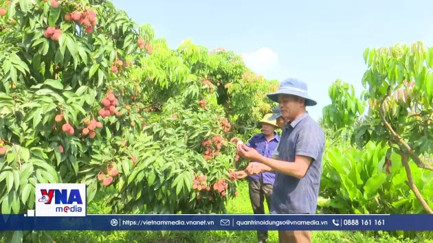 Hải Phòng tạo thuận lợi để tiêu thụ vải thiều chín sớm