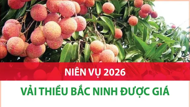 Niên vụ 2026: Vải thiều Bắc Ninh được giá