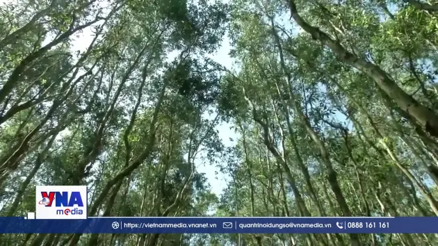 Việt Nam có thể tạo ra hàng trăm triệu tín chỉ carbon