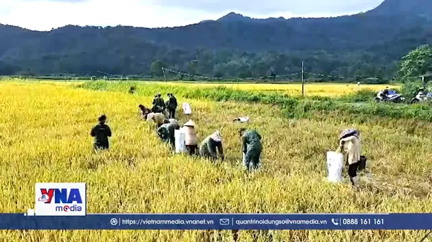 Quảng Trị: Mùa vàng thắm tình quân dân