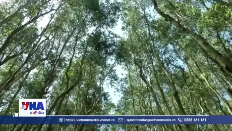 Việt Nam có thể tạo ra hàng trăm triệu tín chỉ carbon