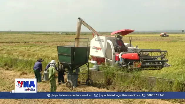 Nông dân Quảng Trị tập trung thu hoạch lúa vụ Đông – Xuân