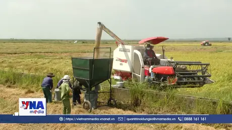 Nông dân Quảng Trị tập trung thu hoạch lúa vụ Đông – Xuân