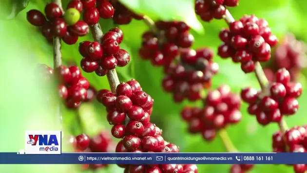 Phát triển bền vững ngành cà phê Việt Nam