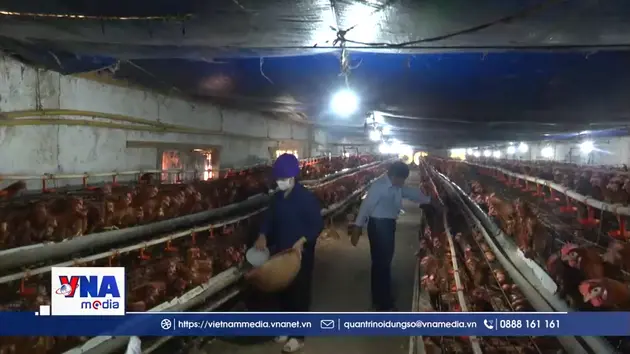 Hưng Yên chú trọng chăn nuôi an toàn sinh học hướng tới phát triển bền vững