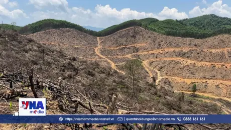 Quảng Trị: Ngăn chặn phá rừng tự nhiên tại xã Bố Trạch