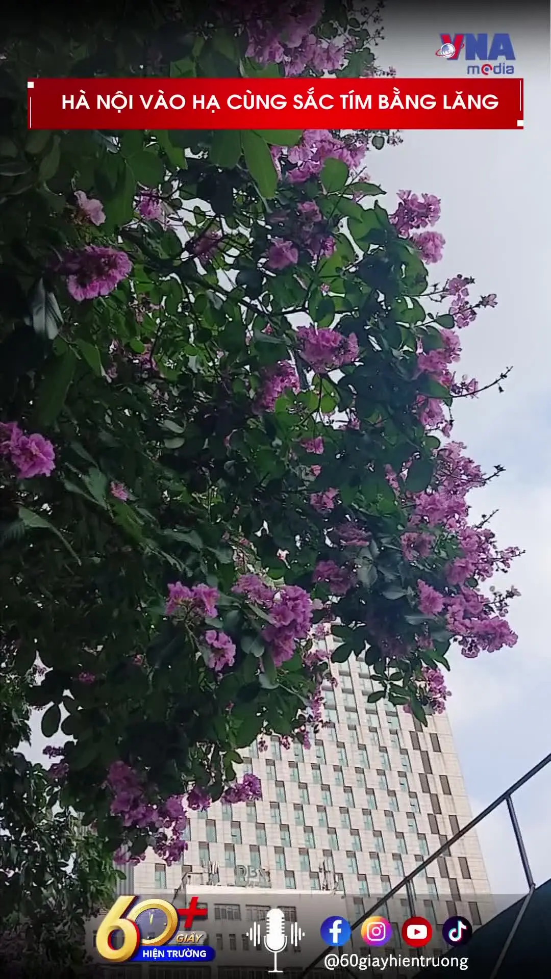Hà Nội vào hạ cùng sắc tím bằng lăng