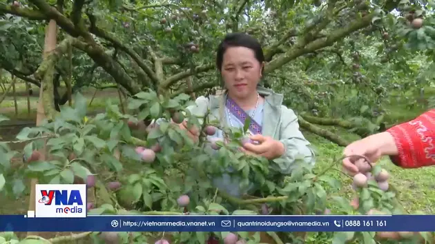 Khám phá mùa mận chín trên cao nguyên Mộc Châu