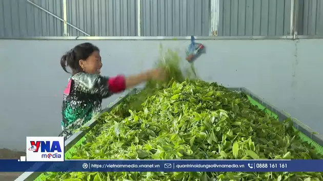 Đưa hương chè Tủa Chùa bay xa