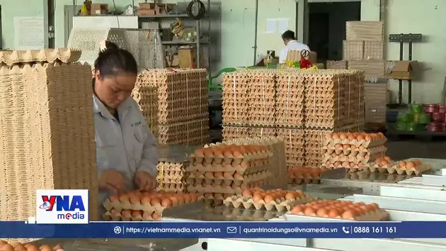 Giá trứng gia cầm lao dốc, người chăn nuôi lao đao