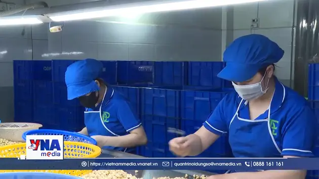 Doanh nghiệp ngành điều chật vật trước áp lực giá nguyên liệu tăng