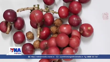 Hàng trăm học sinh ở Lai Châu nghi ngộ độc do ăn quả lạ