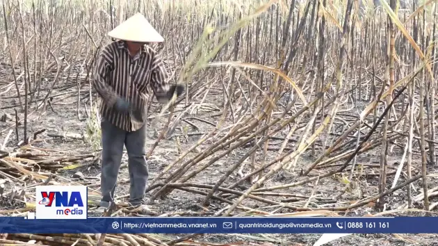 Mía cháy trên đồng, doanh nghiệp thì chậm thu mua