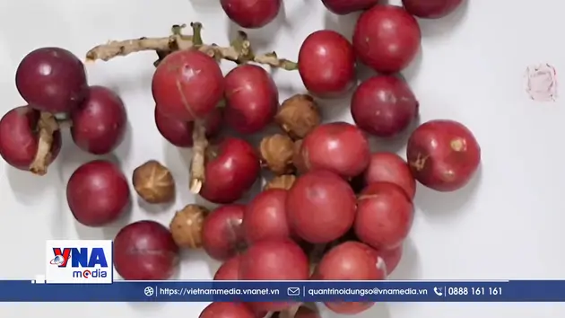 Hàng trăm học sinh ở Lai Châu nghi ngộ độc do ăn quả lạ