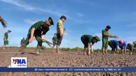 Màu áo biên phòng tiếp sức cho rừng phòng hộ ven biển