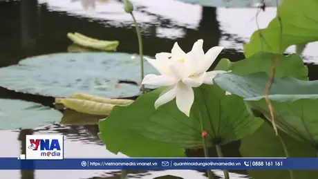 Nét văn hóa độc đáo của trà sen xứ Huế