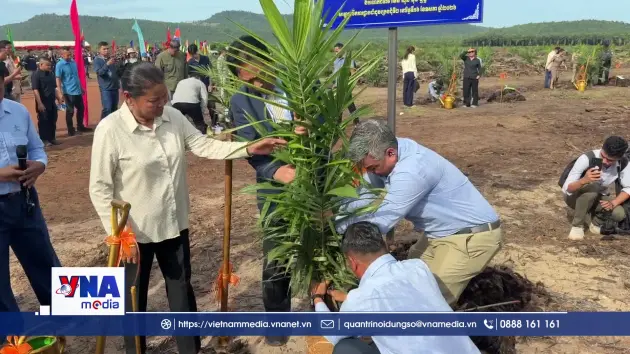 Khởi đầu mới của cây cọ dầu trên đất nước Chùa Tháp