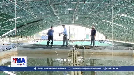 Người dân ven biển nâng cao thu nhập nhờ nuôi ốc hương