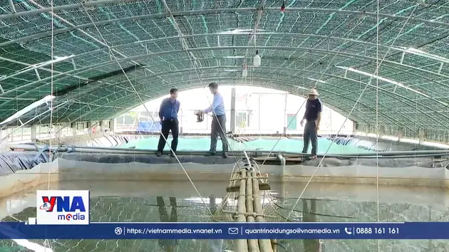 Người dân ven biển nâng cao thu nhập nhờ nuôi ốc hương