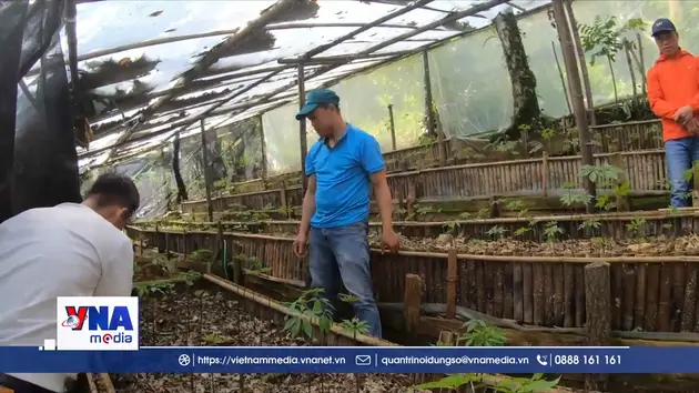 Nâng cao giá trị thương hiệu quốc bảo sâm Ngọc Linh
