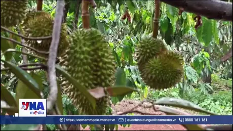 Sức sống mới từ những vườn sầu riêng hữu cơ Đồng Nai