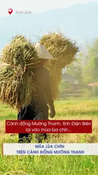 Mùa vàng trên cánh đồng Mường Thanh