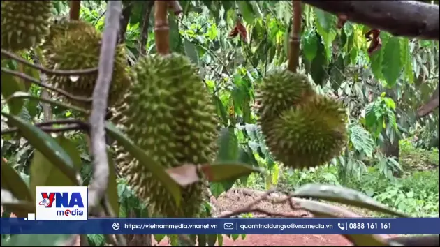 Sức sống mới từ những vườn sầu riêng hữu cơ Đồng Nai