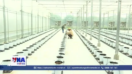 Ứng dụng KHCN trong sản xuất nông nghiệp tại Điện Biên