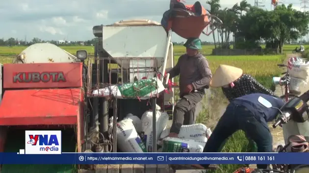 Hưng Yên tập trung đẩy nhanh tiến độ thu hoạch lúa chín
