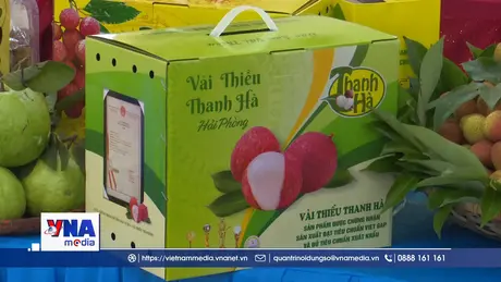 Hải Phòng: Xúc tiến thương mại tiêu thụ vải thiều năm 2026
