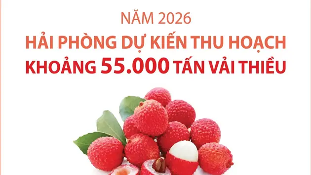 Năm 2026: Hải Phòng dự kiến thu hoạch khoảng 55.000 tấn vải thiều