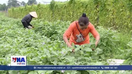 Nông sản vào vụ, nông dân phấn khởi được mùa, được giá