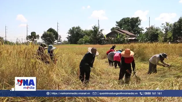 Sản lượng gạo châu Á có thể sụt giảm mạnh
