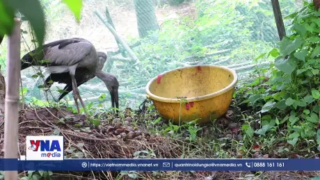 Lão nông Vĩnh Long gìn giữ nơi trú ngụ cho chim trời