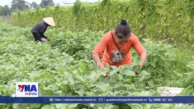 Nông sản vào vụ, nông dân phấn khởi được mùa, được giá