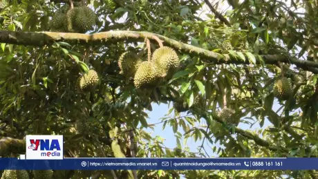 Cần giải pháp tháo gỡ vướng mắc để sầu riêng xuất khẩu thuận lợi