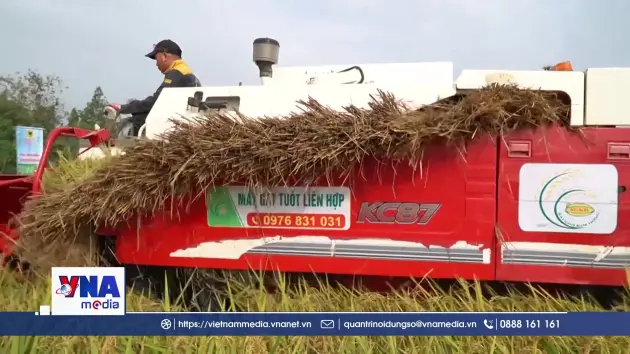 Tăng tốc mở rộng diện tích lúa giảm phát thải