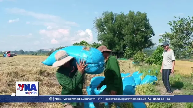 Năng suất lúa ST 25 ở Tây nguyên đạt 13 tấn mỗi hecta