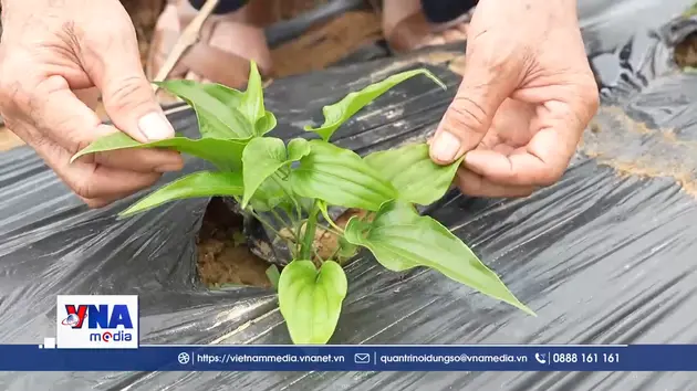 Khai phá tiềm năng dược liệu xứ Lạng