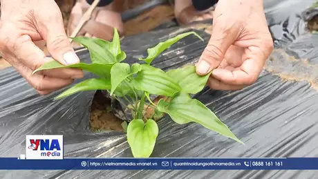 Khai phá tiềm năng dược liệu xứ Lạng