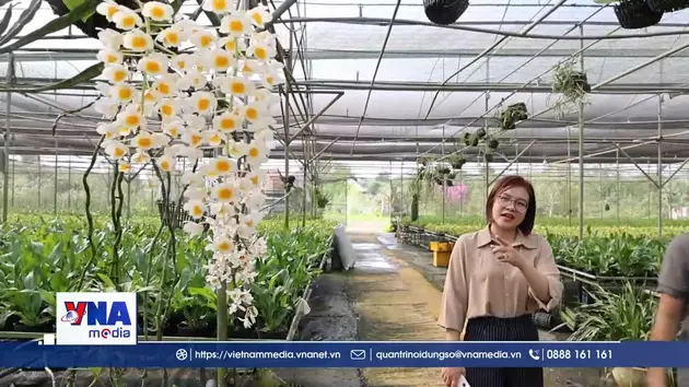Đánh thức giá trị lan rừng công nghệ cao ở vùng Bảo Lộc