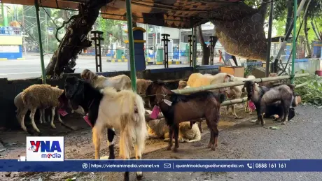 Idul Adha tại Indonesia – ngày lễ của lòng nhân ái và sẻ chia cộng đồng
