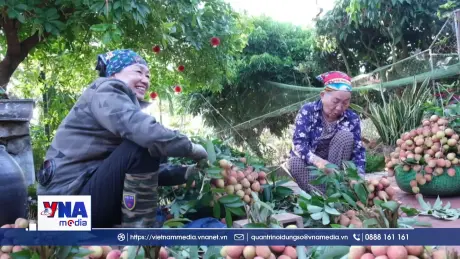 Nông dân Bắc Ninh tất bật thu hoạch vải sớm