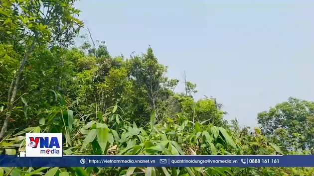 Đắk Lắk bảo tồn và phát huy tiềm năng du lịch vườn trà cổ trên đỉnh núi