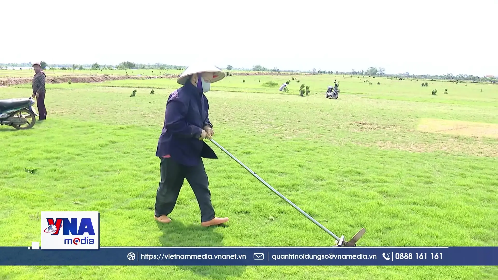 Phát triển kinh tế xanh từ mô hình trồng cỏ Nhật tại Ninh Bình