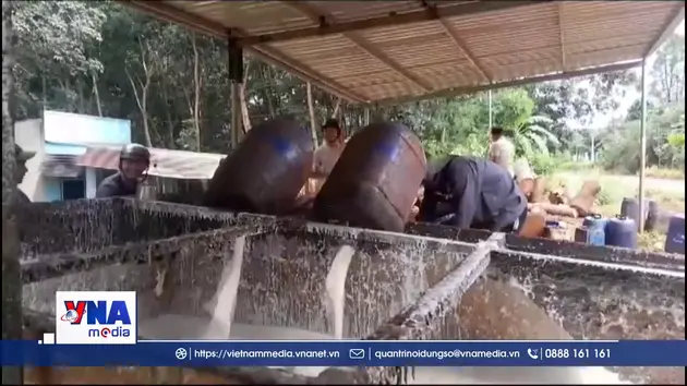 Giá mủ cao su tăng vọt cao nhất gần một thập kỷ